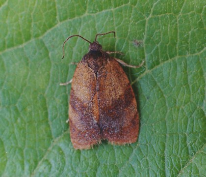 Male &bull; Park Wood, Elland, West Yorkshire &bull; &copy; Ian Kimber