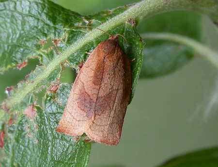 Carnation Tortrix Cacoecimorpha pronubana