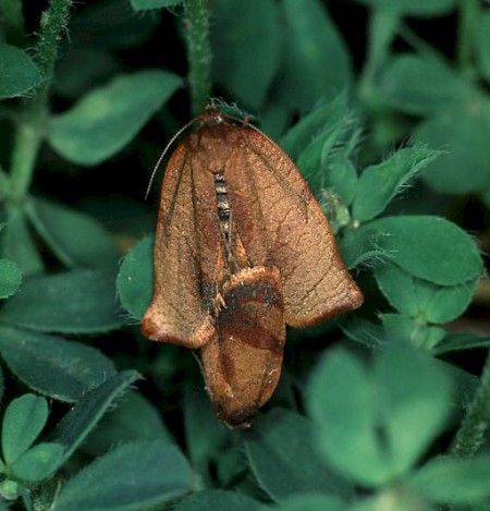 Carnation Tortrix Cacoecimorpha pronubana