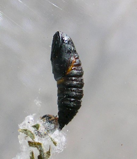 Carnation Tortrix Cacoecimorpha pronubana