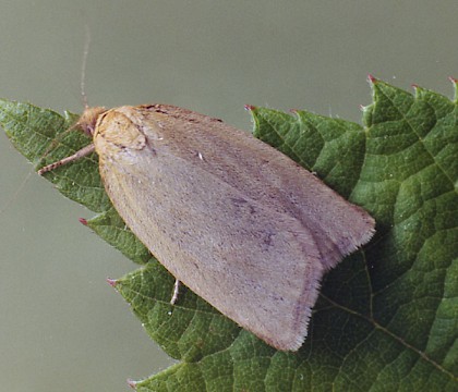 Adult &bull; Littleborough, Lancashire &bull; &copy; Ian Kimber