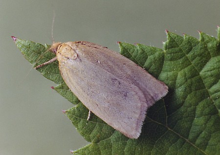 Timothy Tortrix Aphelia paleana