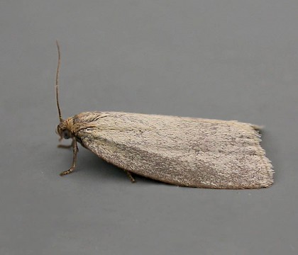 Adult &bull; Bishop Middleham, Co Durham, gen. det. &bull; &copy; Tom Tams