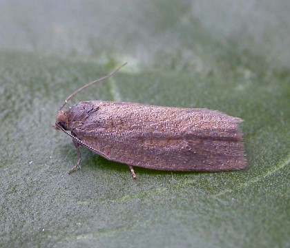 Adult &bull; Pegwell Bay, Kent &bull; &copy; Francis Solly