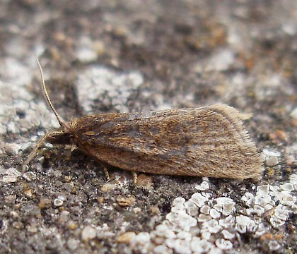 Adult &bull; Nantyffyllon, Maesteg, Glamorgan &bull; &copy; Paul Parsons