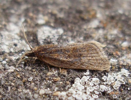 Clepsis senecionana