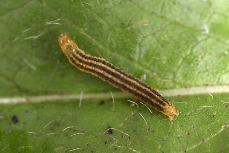 Clepsis senecionana