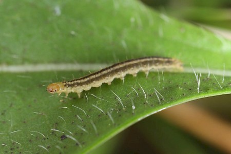 Clepsis senecionana