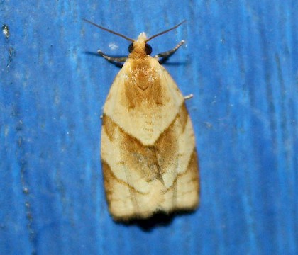 Adult &bull; Haute Garonne, France &bull; &copy; Alain Roujas