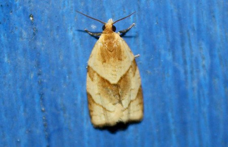 Clepsis rurinana