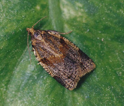 Adult &bull; Littleborough, Lancashire &bull; &copy; Ian Kimber