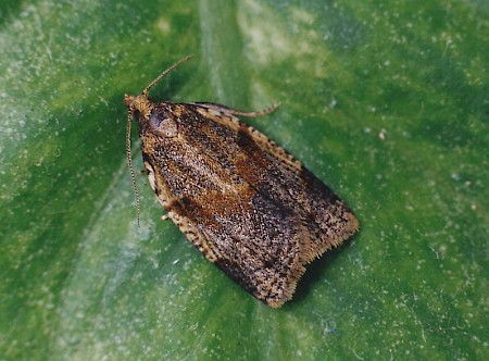 Cyclamen Tortrix Clepsis spectrana