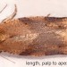 Female • Ex larva in spun leaves of Epilobium hirsutum. Derbyshire. • © Ian Smith