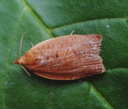 Adult &bull; Littleborough, Lancashire &bull; &copy; Ian Kimber