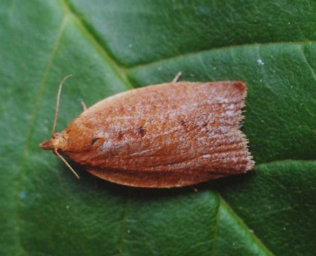 Clepsis consimilana