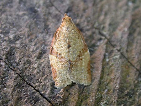 Clepsis consimilana