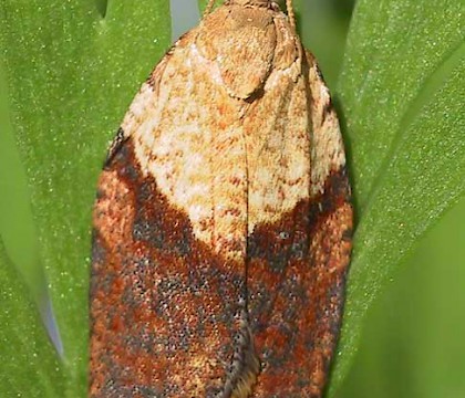 Adult &bull; Leicester, May &bull; &copy; David Gould