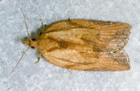 Light Brown Apple Moth Epiphyas postvittana