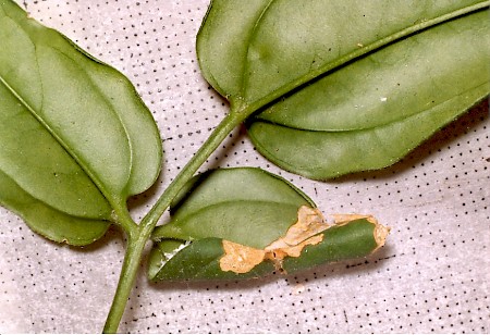 Light Brown Apple Moth Epiphyas postvittana