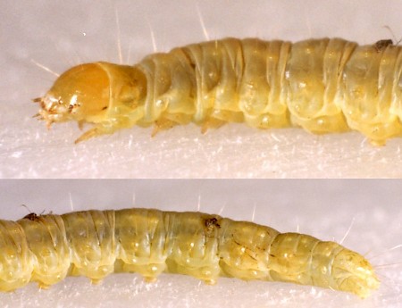 Light Brown Apple Moth Epiphyas postvittana