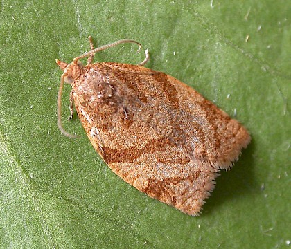 Adult &bull; Ipswich, Suffolk &bull; &copy; Paul Kitchener