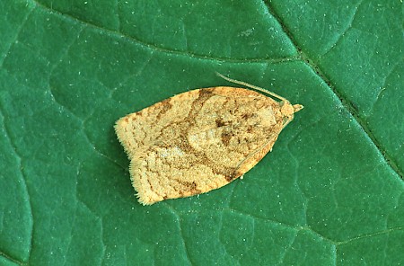 Summer Fruit Tortrix Adoxophyes orana