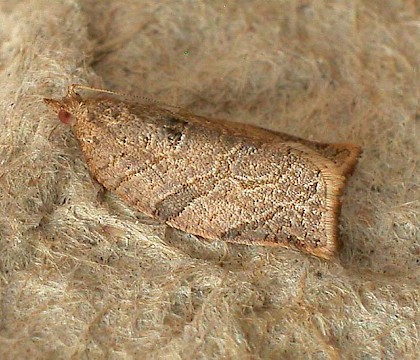 Adult &bull; Sha Lo Tung, New Territories, Hong Kong &bull; &copy; R.C.Kendrick / C & R Wildlife, Hong Kong