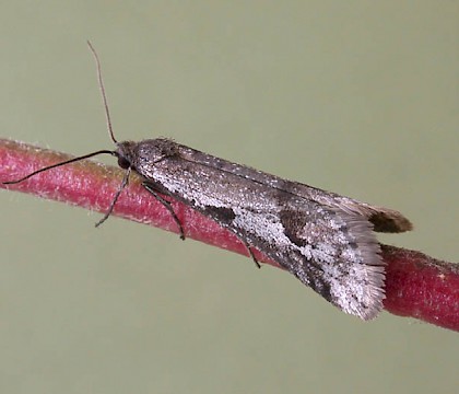 Male &bull; Littleborough, Lancashire &bull; &copy; Ian Kimber