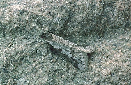 Exapate congelatella