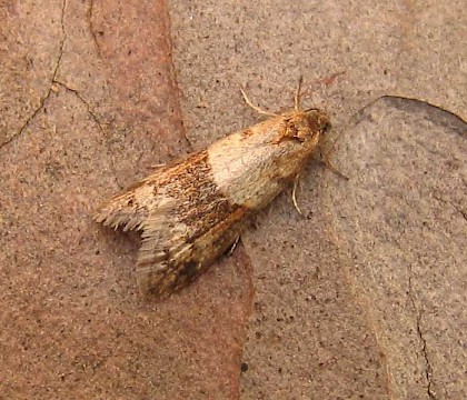 Adult &bull; East Ross, Scotland &bull; &copy; Nigel Richards