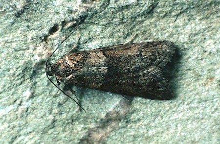 Tortricodes alternella