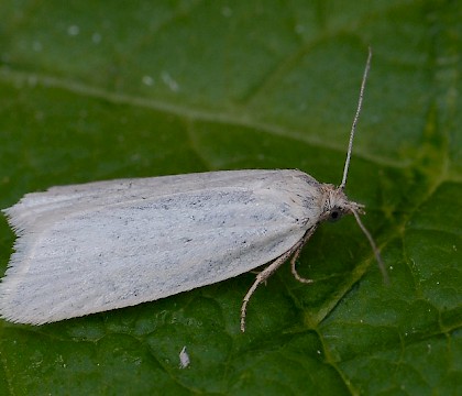 Adult &bull; Nord-Fron, Oppland, Norway &bull; &copy; Svein Bekkum