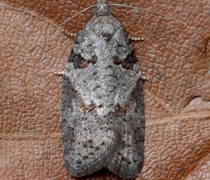 Adult &bull; Tyddesley Wood, Worcestershire &bull; &copy; Oliver Wadsworth