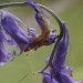 Feeding • Feeding signs on bluebell • © Bob Heckford