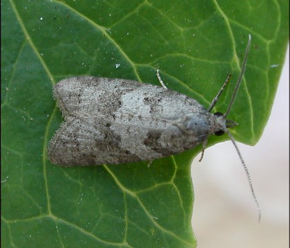Adult &bull; Ripon, N.Yorks &bull; &copy; Charles Fletcher