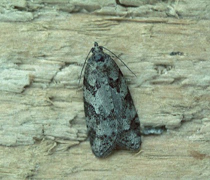 Adult &bull; &copy; David Painter