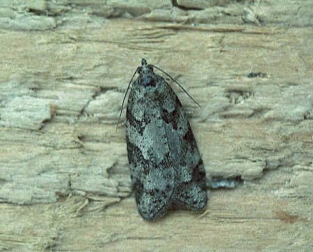 Grey Tortrix Cnephasia stephensiana