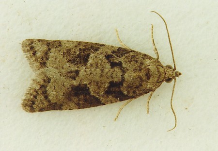 Flax Tortrix Cnephasia asseclana