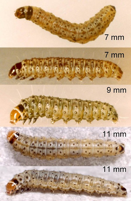 Flax Tortrix Cnephasia asseclana