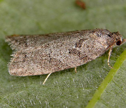 Adult &bull; &copy; Robin Barfoot