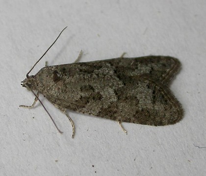 Adult &bull; Westcott, Bucks; gen. det. P.Hall &bull; &copy; Dave Wilton