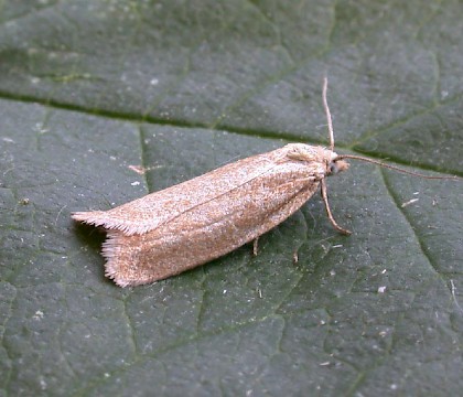 Male &bull; Denham, Suffolk &bull; &copy; Nigel Whinney