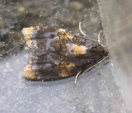 Adult &bull; &copy; Terry Box