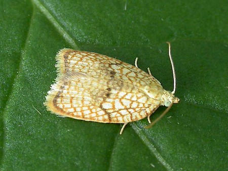 Acleris forsskaleana