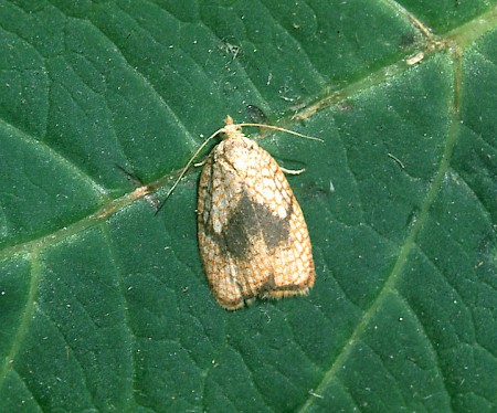 Acleris forsskaleana