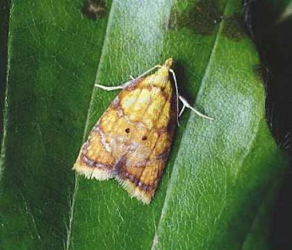 Adult &bull; Littleborough, Lancashire &bull; &copy; Ian Kimber