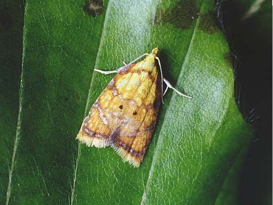 Acleris bergmanniana