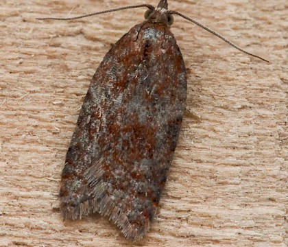 Adult &bull; South Uist, Outer Hebrides &bull; &copy; Chris Johnson