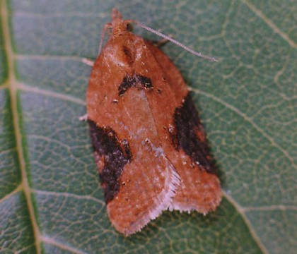 Adult &bull; Littleborough, Lancashire &bull; &copy; Ian Kimber