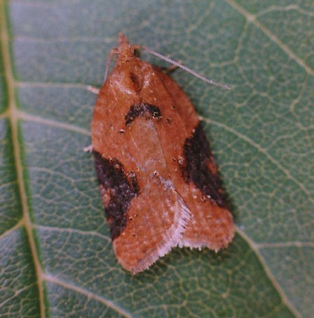 Strawberry Tortrix Acleris comariana